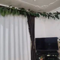 گل گوه فیل|گل و گیاه طبیعی|بانه, |دیوار