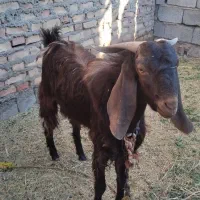 نری چاق سرحال|حیوانات مزرعه|جیرفت, |دیوار