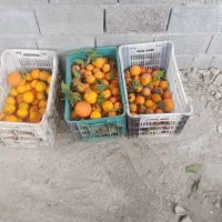 خرید فروش پرتغال انباری والنسیا تامسون خونی