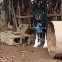 سگ هاسگی ژرمن دورگه نگهبان واقعی گیرنده|سگ|خشکبیجار, |دیوار