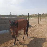اسب نریان