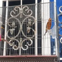 قناری سرخ و شتری