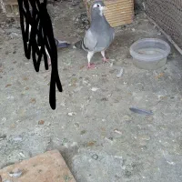 دمگیر بدرنگ کبوتر