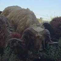 فحل گوسفند پر گوشت