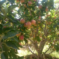 هرس انواع درختان دانه دار و هسته دار