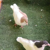 تابلو فرش کفتر|تابلو فرش|بیرجند, |دیوار