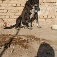 واگذاری سگ ماده|سگ|کبودرآهنگ, |دیوار