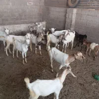 ۸بز کهره دار