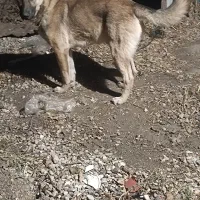 سگ پا بلند کریمی خشن