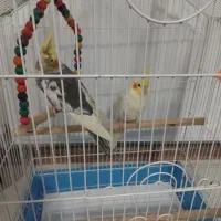 فروش پرنده