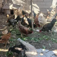 مرغ|حیوانات مزرعه|خوی, |دیوار