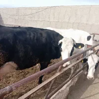 گاو شیری و گوساله|حیوانات مزرعه|قم, قلعه صدری|دیوار