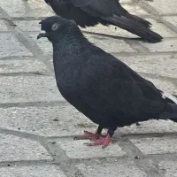 سیاه دم سفید شعمک تخت