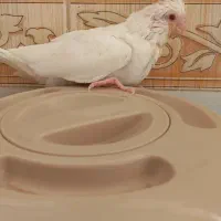 جوجه عروس آلبینو