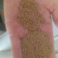 بذر یونجه|خدمات باغبانی و درختکاری|مرودشت, ثبت احوال|دیوار