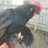 خروس مرندی|حیوانات مزرعه|شیرگاه, |دیوار