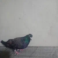 فروش پنچ تا کبوتر پلاکی