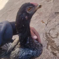 مرغ لاری ضمانتی ساله 4 بار کرک میشه