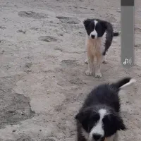 ی جفت توله سگ