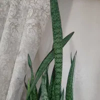 گل سانسوریا|گل و گیاه طبیعی|اصفهان, گرکان|دیوار