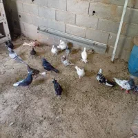 کبوتر