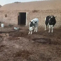 گاو وگوساله ماده