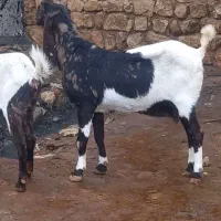 دوراس بز پتیری اصل اصل