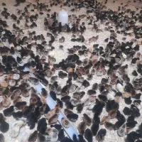 فروش عمده جوجه گلپایگانی وجوجه اردک درجه ۱