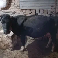 گاو و گوساله ماده سیمینتال