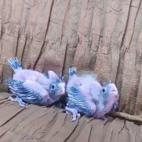 جوجه عروس هلندی..