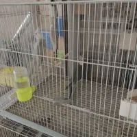 عروس هلندی مولد|پرنده|مشهد, آزادشهر|دیوار