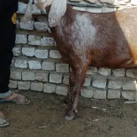 بز وبزغاله|حیوانات مزرعه|انبارآلوم, |دیوار