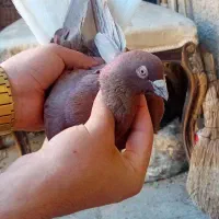 کفتر رنگی دم سفید سرور