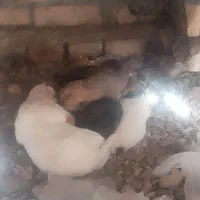 بچه سگ حیوانات خانگی