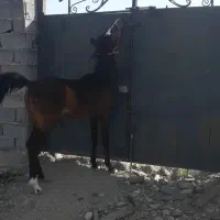 کره مادیان