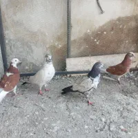 تعدادی کبوتر پرشی