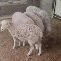 فروش بره نر رومن .‌لاکن .‌رومانف . خارجی|حیوانات مزرعه|شیراز, دلجو|دیوار