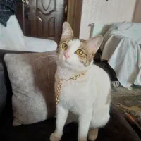 گربه نر DSH،رایگان