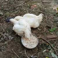فروش دو عدد جوجه گوشتی بزرگ