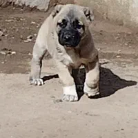 واگذاری توله سگ‌‌‌ سرابی نر و ماده