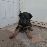 توله  ژرمن اصیل با شیب عالی|سگ|کوهسار (البرز), |دیوار