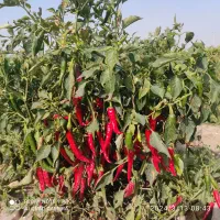 اجاره زمین کشاورزی|اجارهٔ دفتر صنعتی، کشاورزی، تجاری|توکهور, |دیوار