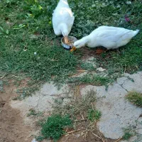 دوتا اردک فروشی نر و ماده هستن ۶ ماه هستن