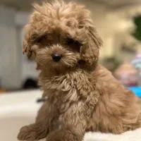 پودل|سگ|تنکابن, |دیوار