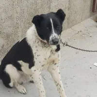 سگ نگهبان