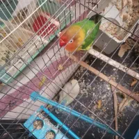 فروش عروس هلندی و طوطی برزیلی