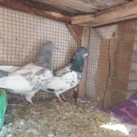 کفتر کله دم سبز و صابونی(الماسی) پرشی|پرنده|فولادشهر, A4|دیوار