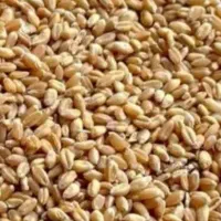 ۲تن گندم بذری بوجاری شده