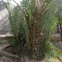 نهال نخل خدرویی (بچ نخل) مال قائد