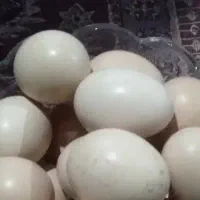 تخم مرغ محلی